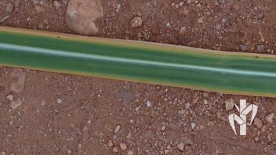 Potassium deficiency symptom in sugarcane. Nursery projects, including the entire infrastructure and production plan using the PeRRfecta technology.