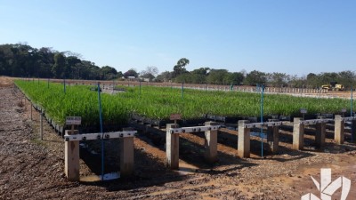 Plántulas de alta calidad en el patio de crecimiento con 35 días de edad producidas con el sistema PeRRfecta