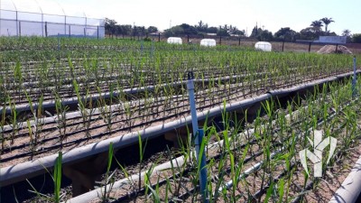 Viveiro Bio PeRRfecta em Piracicaba/SP com visão geral do jardim de produção de perfilhos