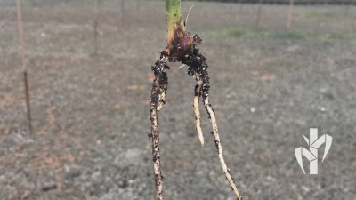 Seedling in the rooting stage - 5 days in the greenhouse - PeRRfecta technology
