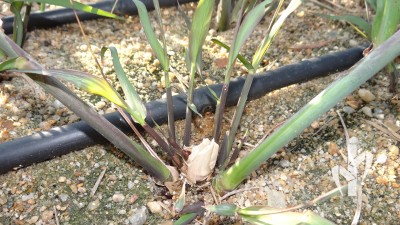 This matrix plant shows new tillers sprouting soon after pruning – PeRRfecta technology. 