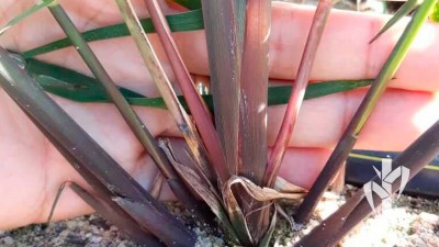 Matrix plant and its tillers - PeRRfecta technology