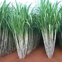 Manejo e Fertilização em Plantios de Cana-de-açúcar